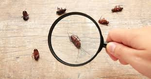 How do pests adapt to avoid common household prevention methods?